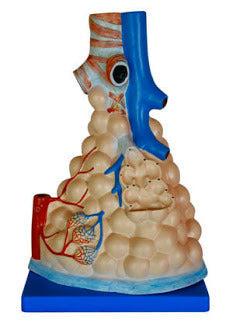 Human Alveoli Model