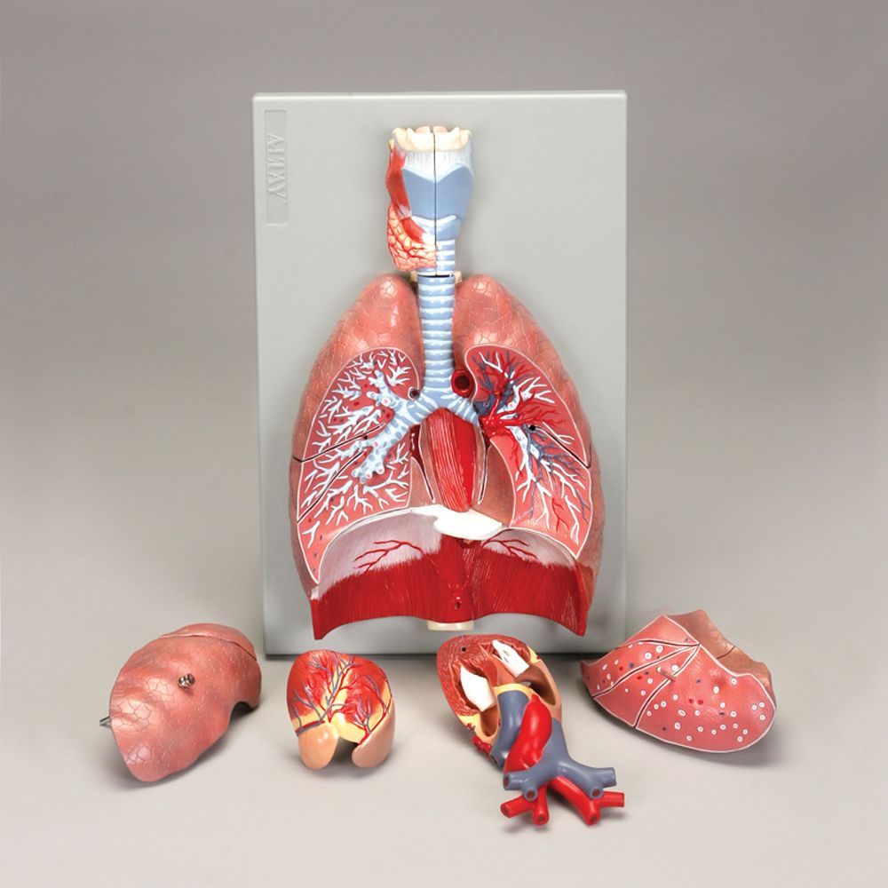 Larynx, Lung & Heart Model