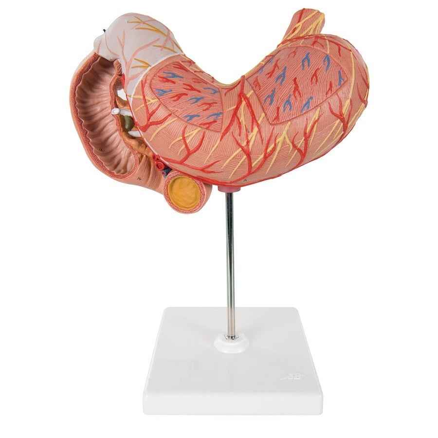 Human Stomach & Duodenum Model