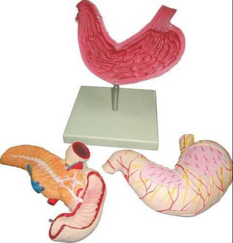 Human Stomach Model (Luxury)