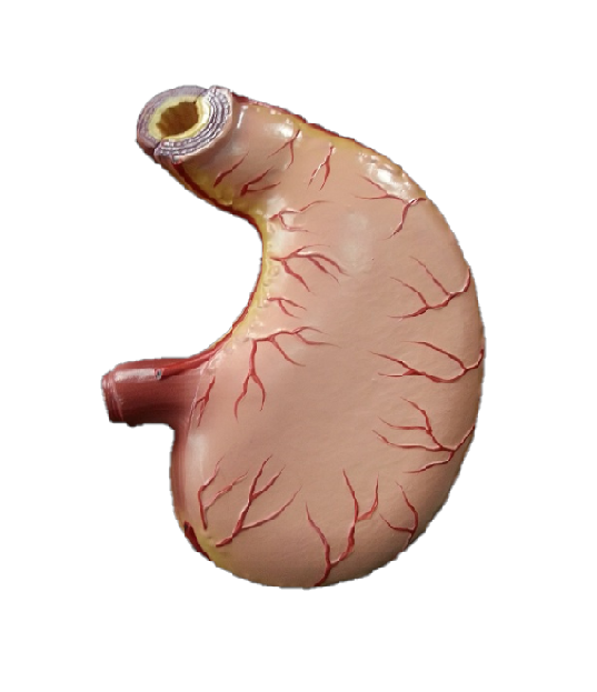 Human Stomach Model (Normal)