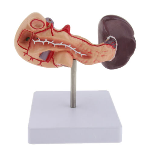 Human Duodenum, Pancreas & Spleen Model