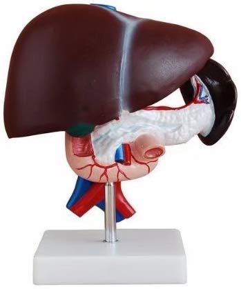 Human Liver, Pancreas & Duodenum Model