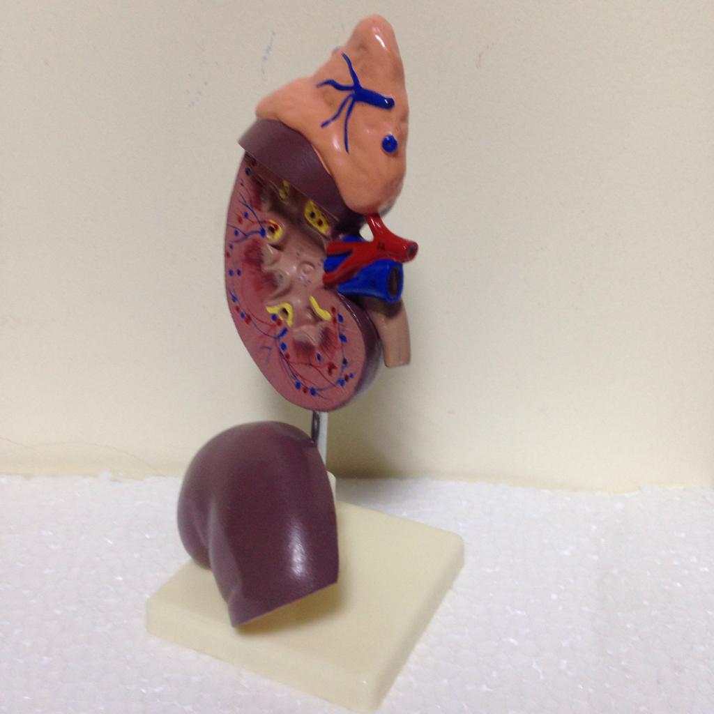 Kidney With Adrenal Gland Model (2 Parts)