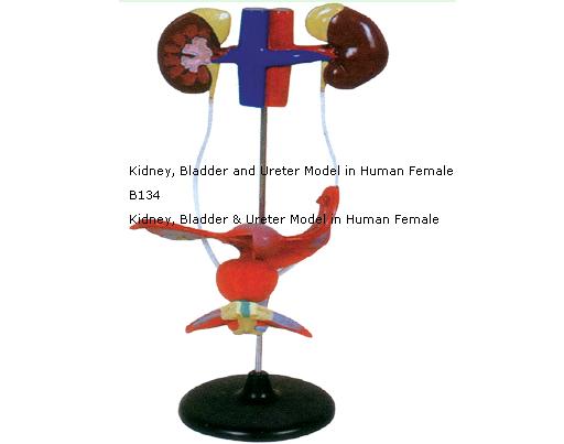 Kidney, Bladder & Ureter Model In Human Female (On Stand)