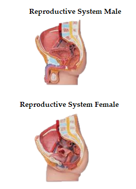 Human Reproductive System Model On Board