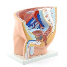 Human Male Half Pelvis & Genitalia Model