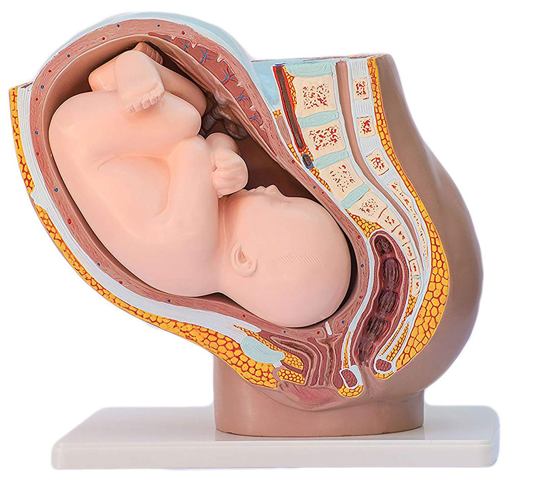 Pregnancy Pelvis With Baby Model