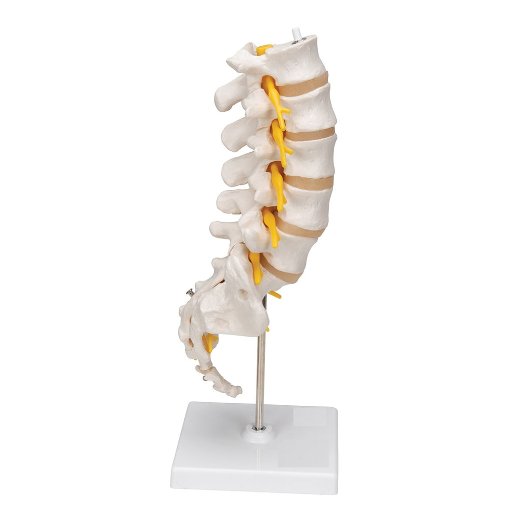 Lumber Vertebral Model