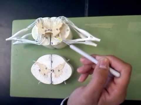 Spinal Cord Model (On Board)