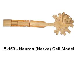 Neuron (Nerve) Cell Model