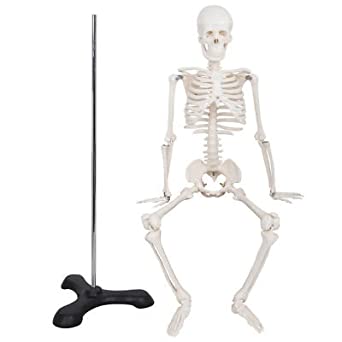 Human Skeleton Model 85CM