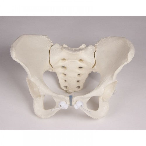 Male Human Pelvis (On Stand)