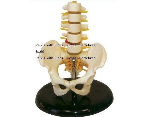 Pelvis With 5 Pcs Lumbar Vertebrae Model