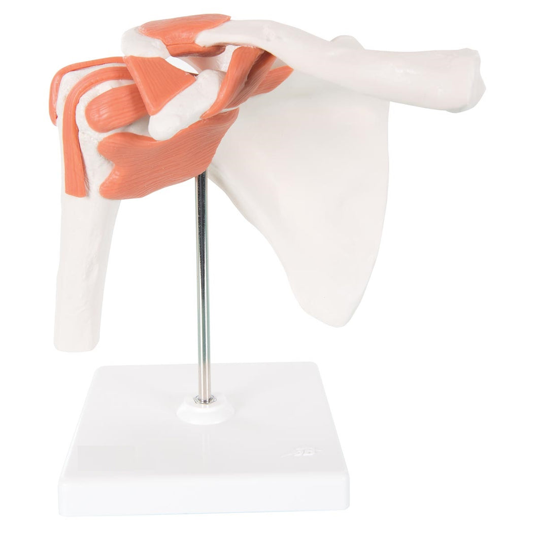 Functional Shoulder Joints