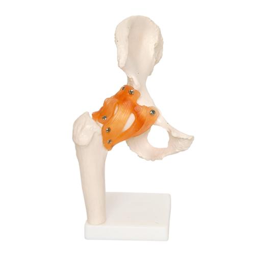 Functional Hip Joints