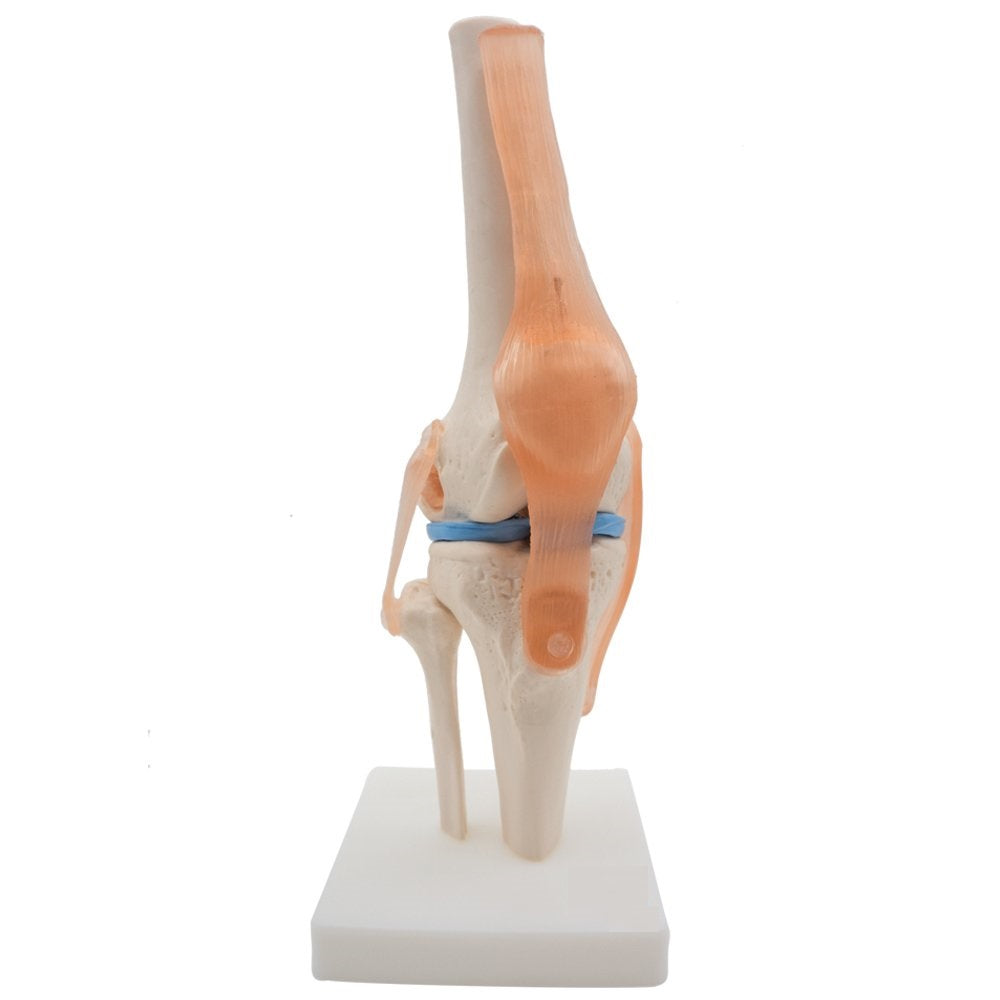 Functional Knee Joints