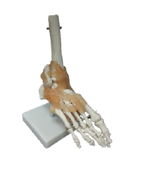 Functional Foot Joints