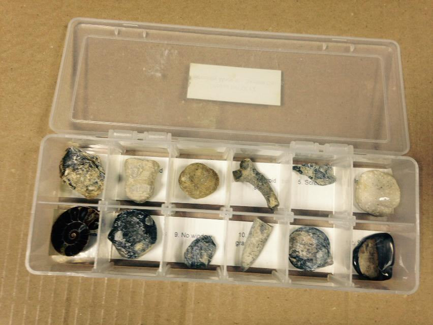 Fossil Set Of 12