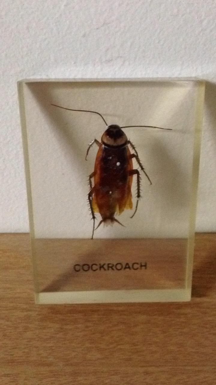 Lab Specimen Cockroach