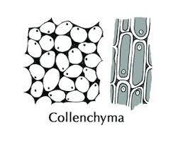 Slide Of Collenchyma Tissue