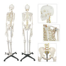 Load image into Gallery viewer, Human Skeleton model - Large (180cm)
