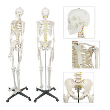 Human Skeleton model - Large (180cm)
