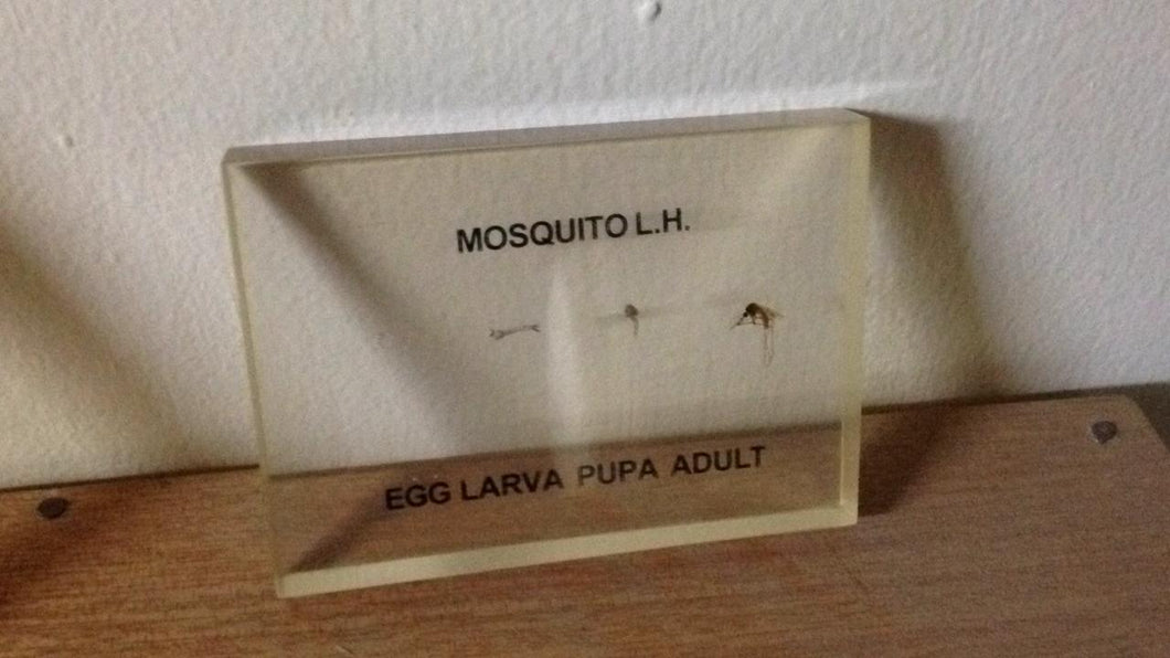 Lab Specimen Mosquito Life Cycle