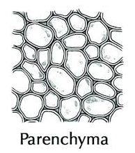 Load image into Gallery viewer, Slide Of Parenchyma Tissue
