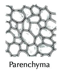 Slide Of Parenchyma Tissue