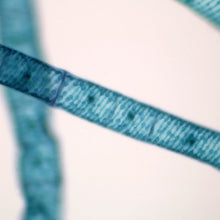 Load image into Gallery viewer, Slide Of Spirogyra
