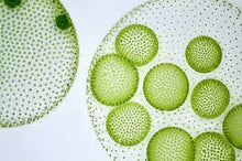 Load image into Gallery viewer, Slide Of Volvox Colonies
