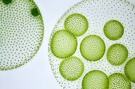 Slide Of Volvox Colonies