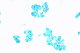 Slide Of Chlamydomenas