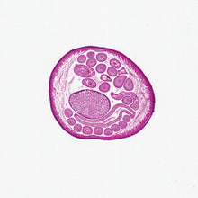 Load image into Gallery viewer, Slide  Of Ascaris Ovary
