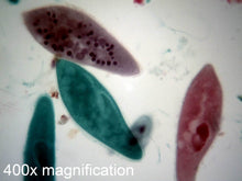 Load image into Gallery viewer, Slide Of Paramecium
