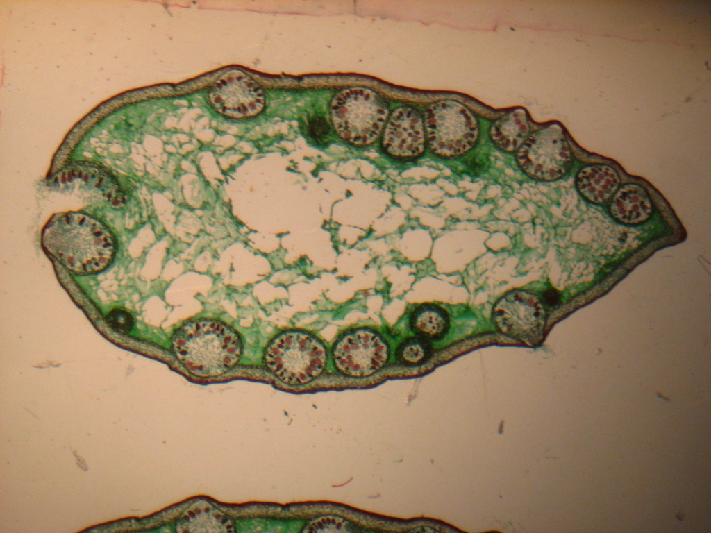 Slide Of Fuccus Femd