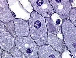 Slide Of Rhizobium Fungi