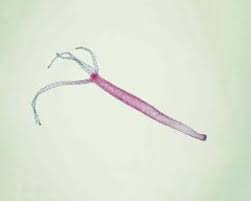 Slide Of Hydra