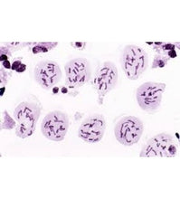 Load image into Gallery viewer, Slide Of Plant Meiosis (Set Of 5 Slides)
