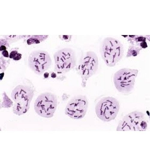 Slide Of Plant Meiosis (Set Of 5 Slides)