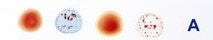 Load image into Gallery viewer, Slide Of Human Blood Group A
