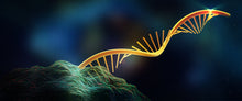 Load image into Gallery viewer, Slide Of RNA
