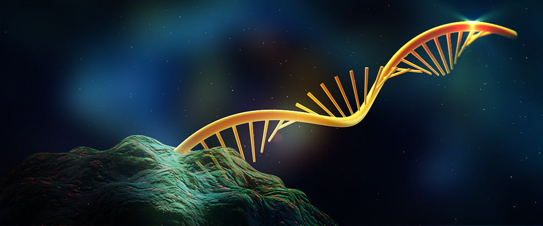 Slide Of RNA