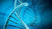 Load image into Gallery viewer, Slide Of DNA
