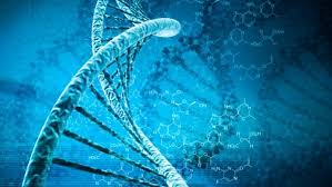 Slide Of DNA