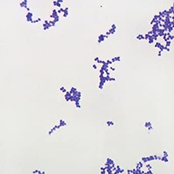 Slide Of Coccus