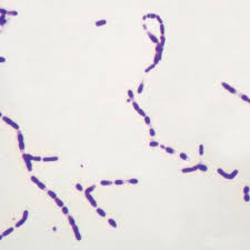 Slide Of Bacterial Spore
