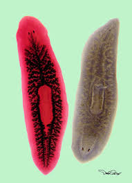 Slide Of Planaria
