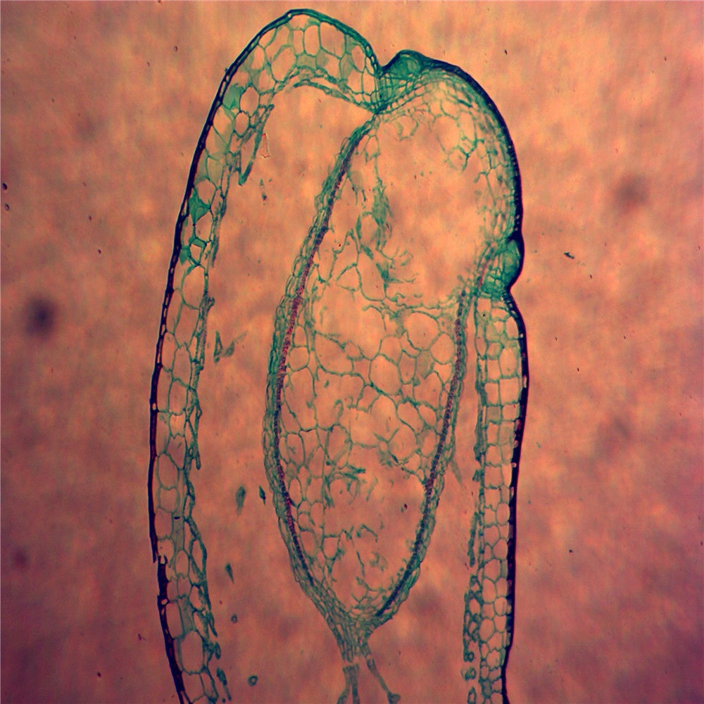 Slide Of Feunaria
